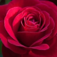 Rose-Marie Johansson